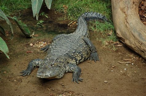 moreletii crocodile